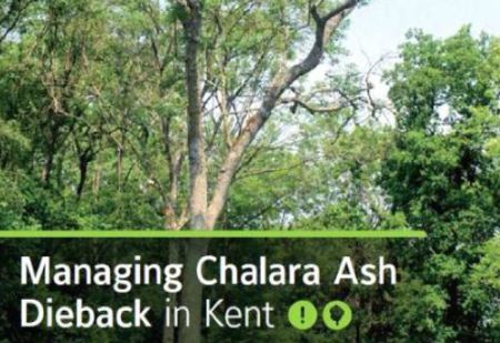 managing-chalara-ash-dieback