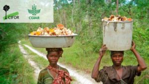 forests food security and nutrition