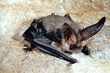 Common Long eared bat credit FC web