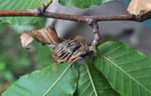 Oriental Chestnut Gall Wasp