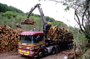 scottish-forestry-worth-1bn 450
