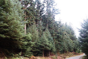 Sitka spruce, Noble fir