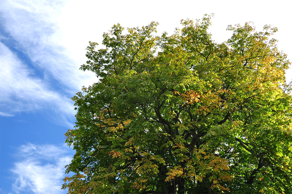 Scotland, Autumn, Nature, Tree, Blue Sky