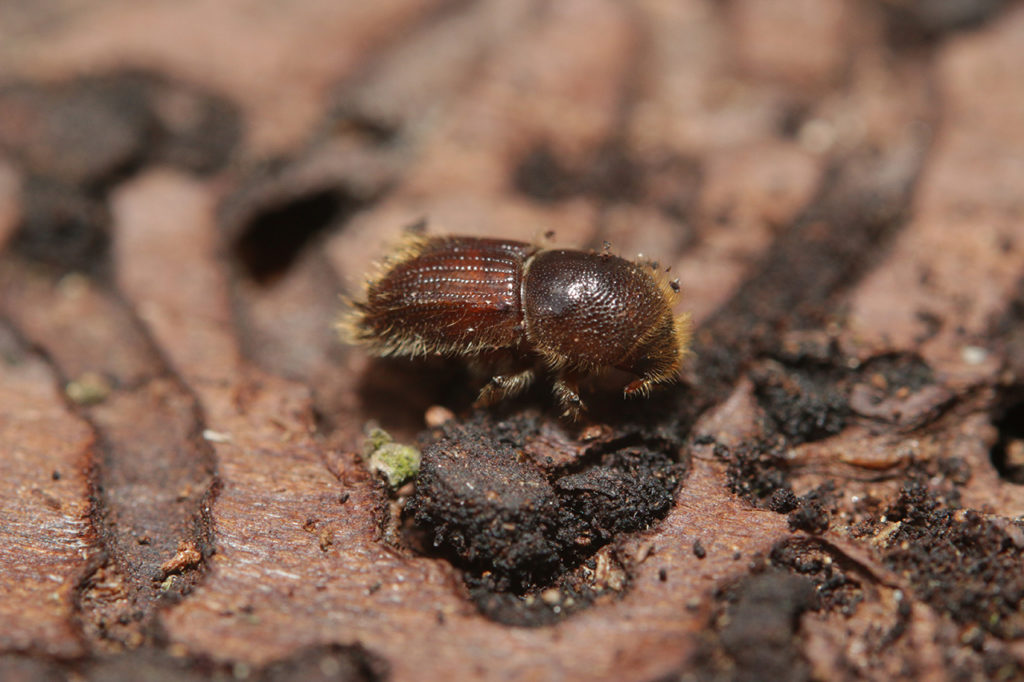 Spruce bark beetle on a close up horizontal picture. A common Eu