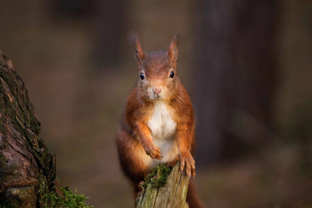 Red-Squirrel